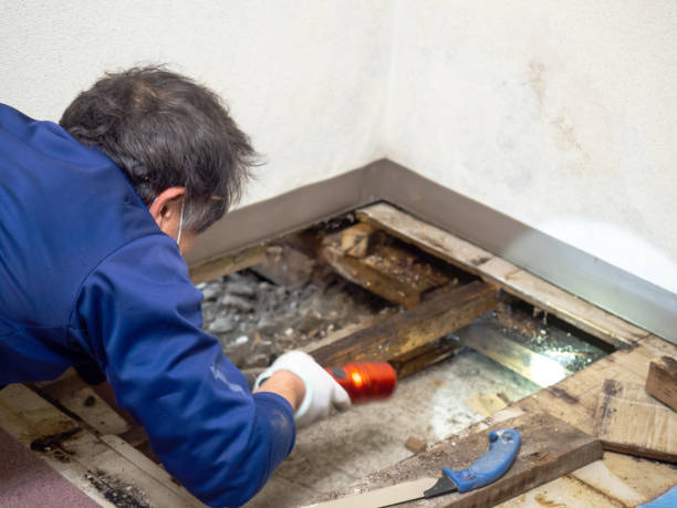 Best Industrial Mold Remediation in Newellton, LA