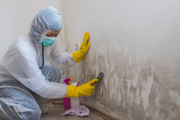 Best Post-Flood Mold Remediation in Newellton, LA