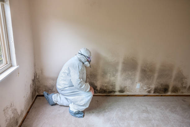 Best Attic Mold Remediation in Newellton, LA