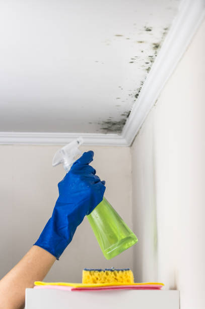 Best Emergency Mold Remediation in Newellton, LA